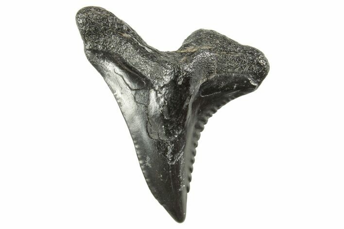 Snaggletooth Shark (Hemipristis) Tooth - South Carolina #372504